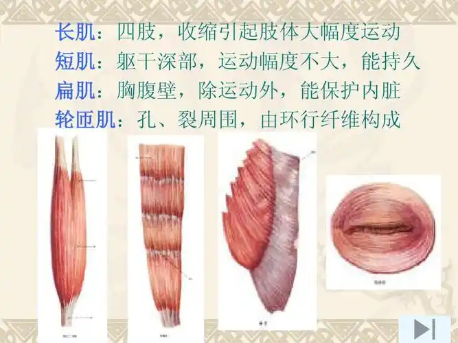 长肌:四肢,收缩引起肢体大幅度运动 短肌:躯干深部,运动幅度不大,能