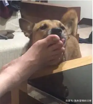 到底是什么味道让这只汪爱成这样?重点舔完还找妈妈亲亲!