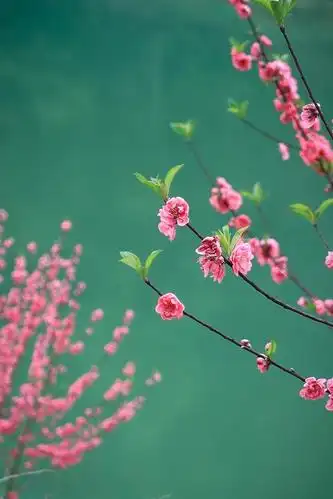 犹如"桃花灼灼春水生"这句诗词的意境