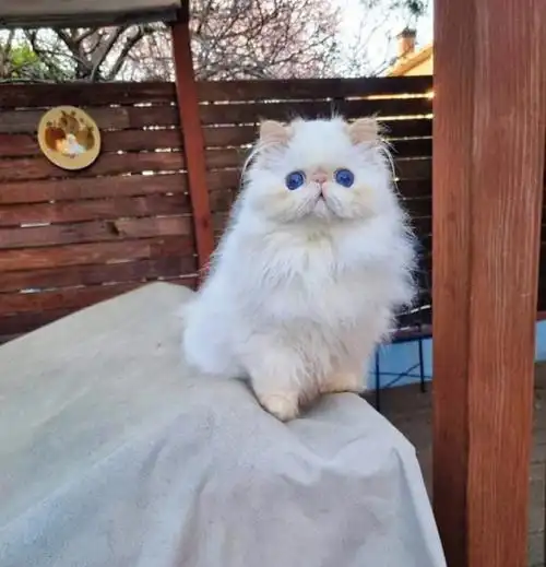 火焰色喜马拉雅波斯猫