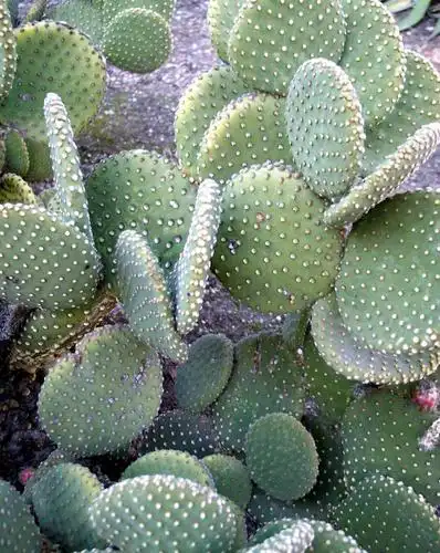 白毛掌-景观植物案例-筑龙园林景观论坛