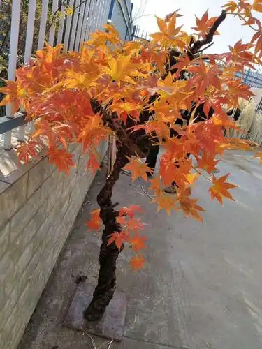 仿真树留留得住的美丽