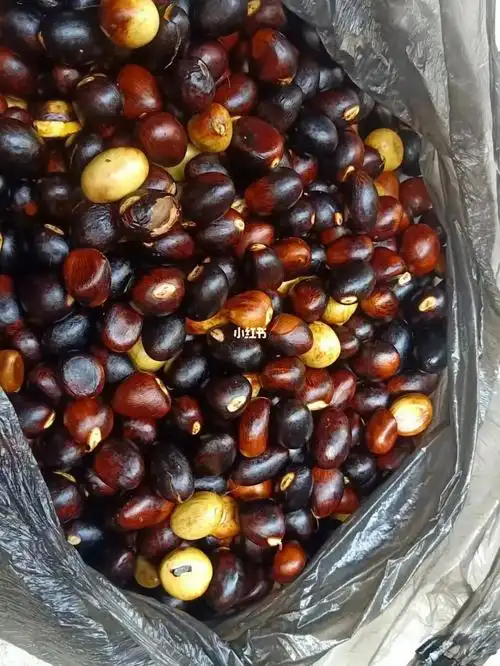 见黄白色种仁的凤眼果肉出售,这些剥了种皮的凤眼果的功效表现能与