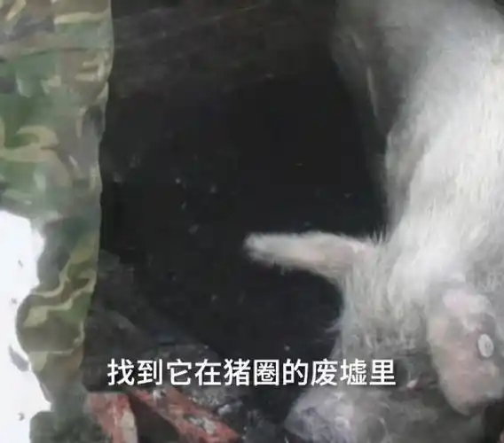 汶川地震中幸存的"猪坚强"已达高龄,我却看到可悲的一幕