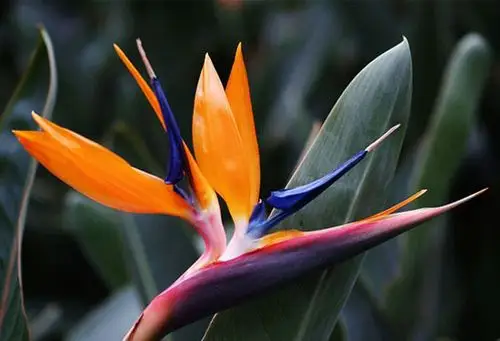 为家人增添财运,提升运势的作用,同时因为天堂鸟有着自由,幸福的寓意