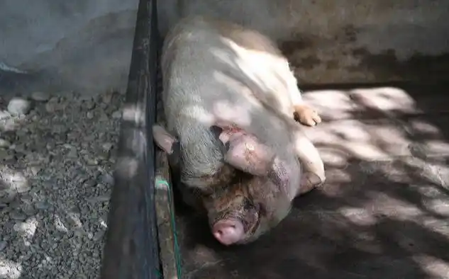 当年汶川地震中那头猪坚强现在过得怎么样了