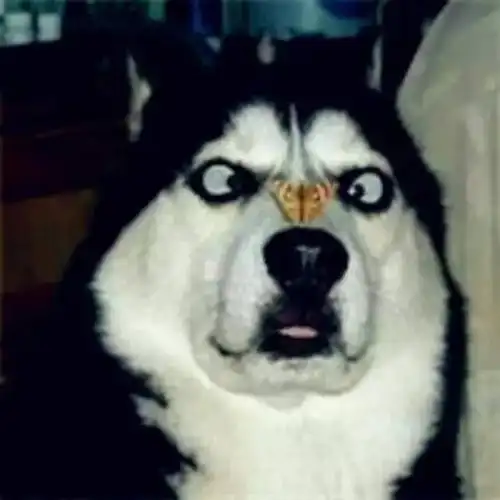 斗鸡眼,你们能吗?