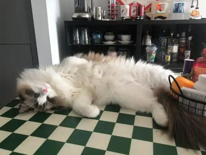 小猫咪每天这样子耍赖是会被抓走的