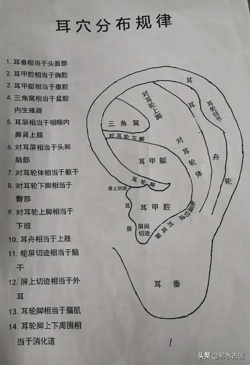 耳穴图解一:耳垂部穴位( 头面部)耳垂分九个区1牙:耳垂1区,治牙疼要穴