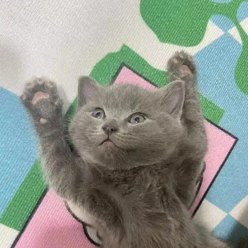 英短蓝猫价格便宜