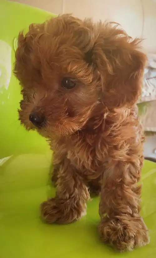 棕色小弟弟泰迪求认领