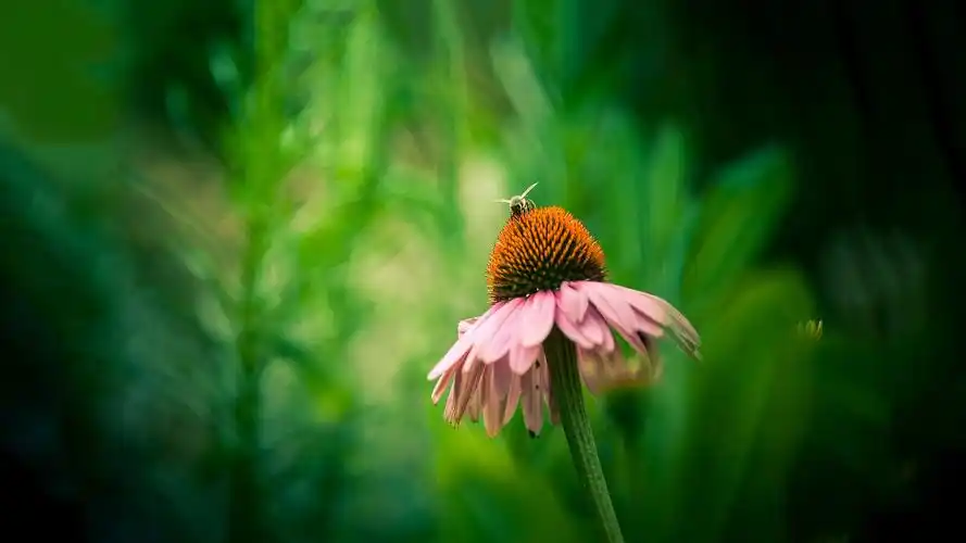 唯美绿色护眼风景高清桌面壁纸,分辨率:1920x1080