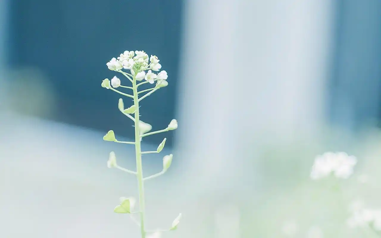 小清新绿色护眼植物图片桌面壁纸