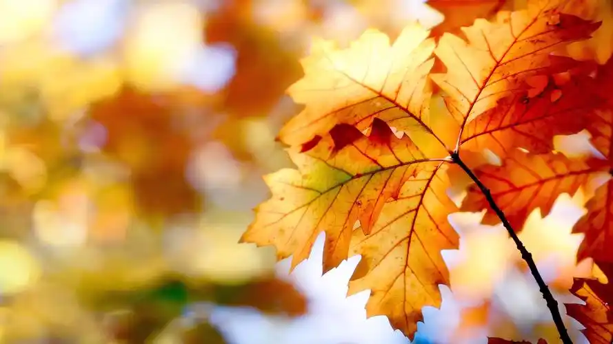 花朵植物清新摄影电脑桌面壁纸高清大图预览1920x1080_植物壁纸下载