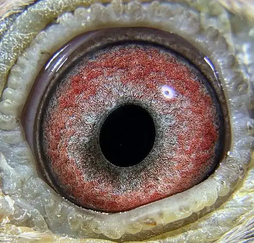红雨雨点砂眼母鸽种鸽信鸽红色赛鸽鸟