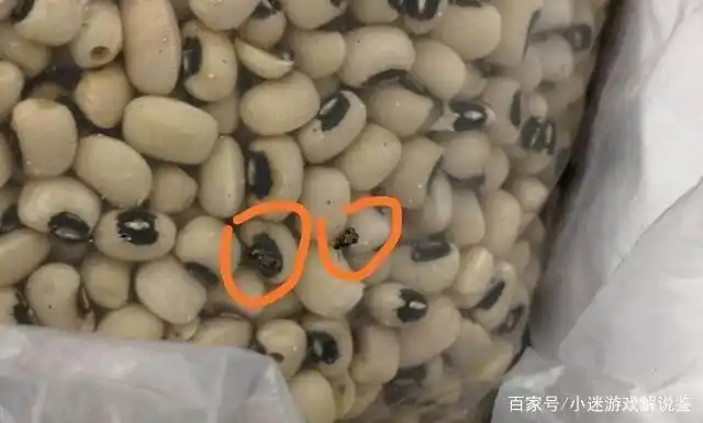 大连海关拦截"豆类杀手"四型豆象的意图是什么?还是别有用心