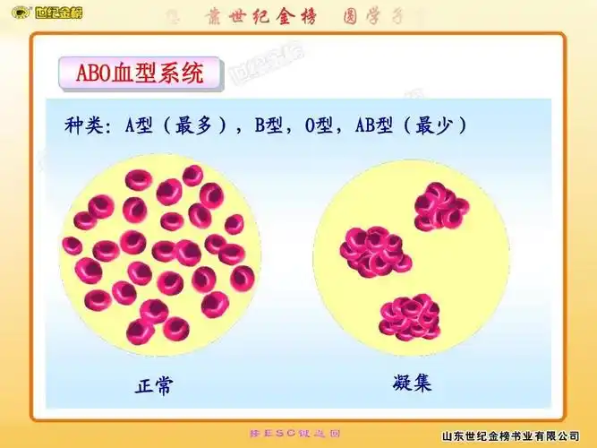正常情况下a型人输a型血,b型血的人输b型血.