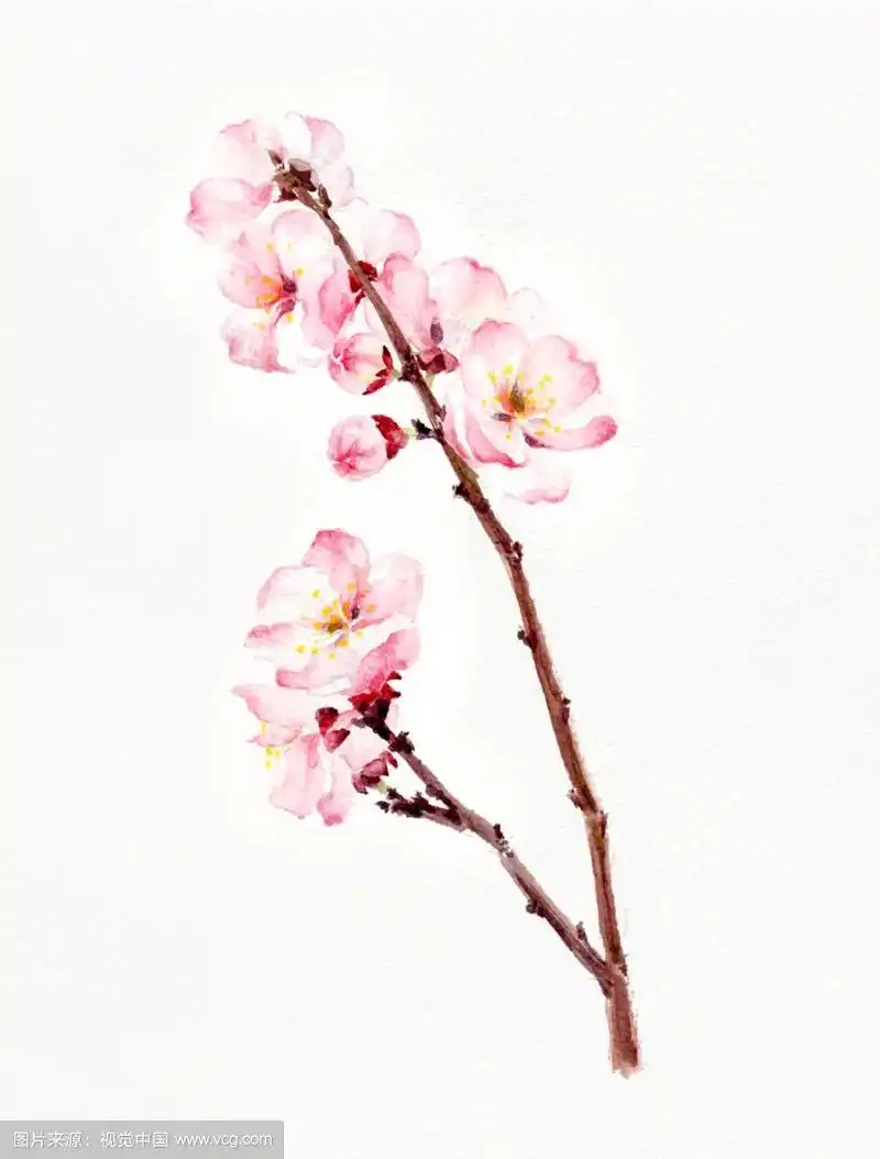杏花水彩插画