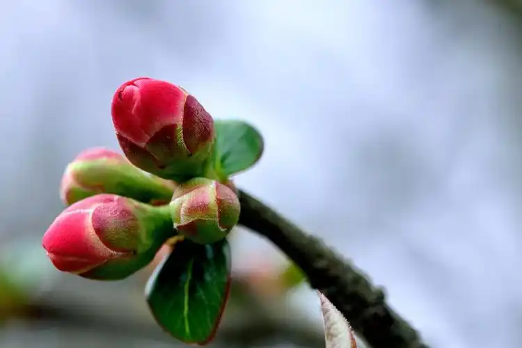 含苞待放海棠花