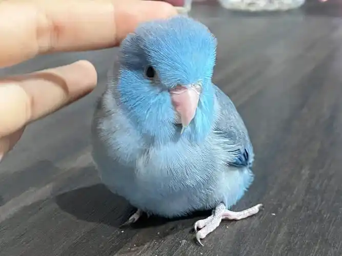 手养鹦鹉 #泰国 #太平洋鹦鹉