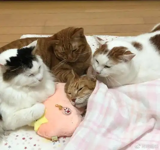 日本网友晒自己家的猫咪合照因为画风太可爱走红了朋友圈