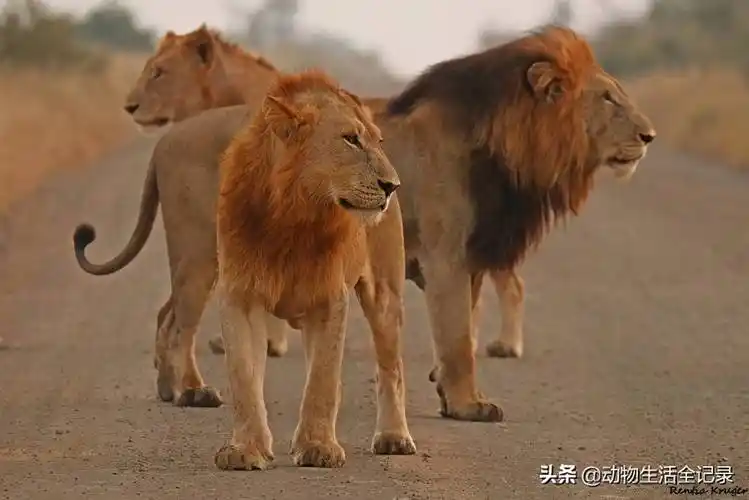 小魔鬼雄狮联盟七兄弟被赶出家门跟随着父亲一起流浪