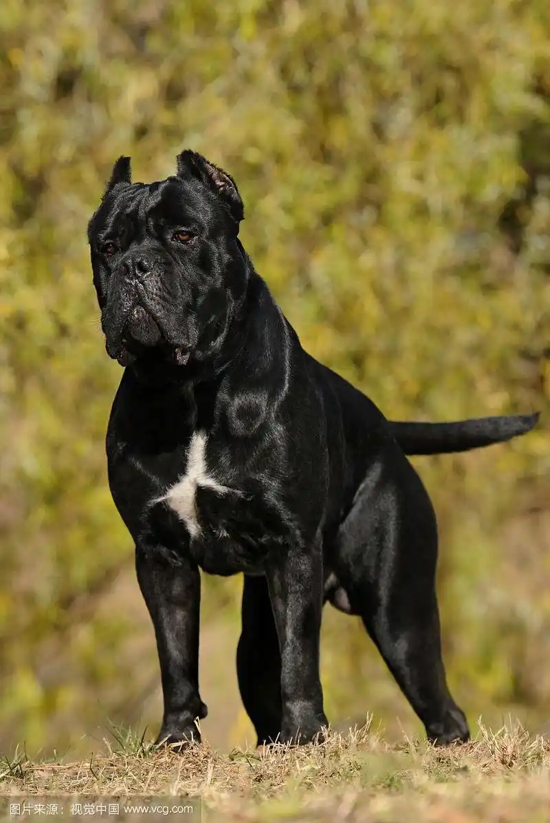 意大利凯因科尔索