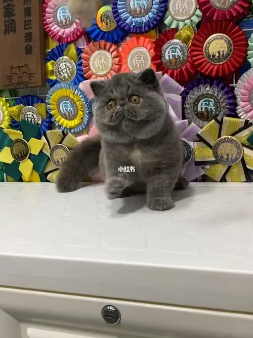 顶级蓝乳加菲猫幼猫