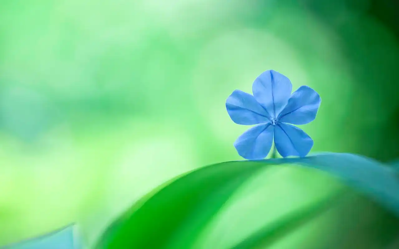 好看的绿色植物护眼图片桌面壁纸高清