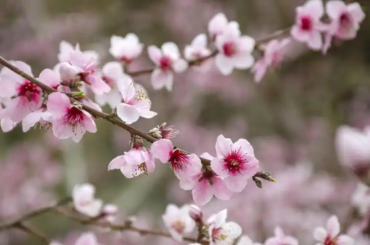 一朵桃花,就是一个盛开的微笑,桃花是春天的笑脸,桃花是春天的名片.