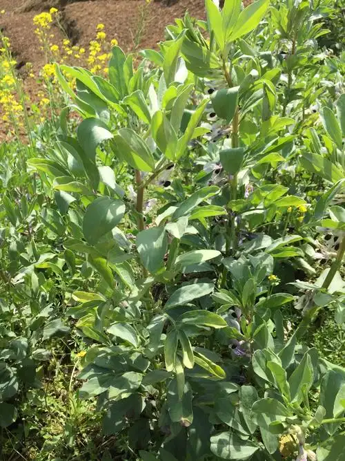 蚕豆叶在阳光下发出蚕豆的清香,和着泥土的气息一一一好亲切的味道!
