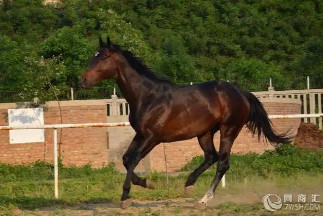 什么地方有卖旅游马的