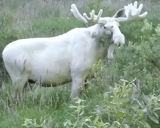 加拿大罕见"白色麋鹿"被偷猎者射杀 网友强烈谴责