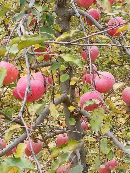 贼甜平山东白面红的苹果熟了