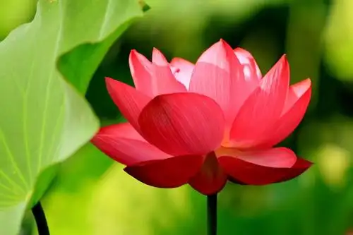 映日荷花别样红