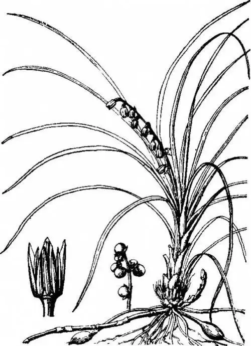 麦冬的简笔画药用麦冬简笔画沿阶草简笔画怎么画茶叶渣的简笔画看过该