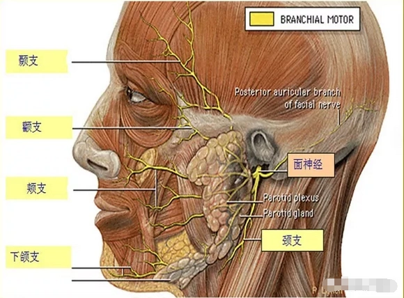 面部解剖中的面神经周围支