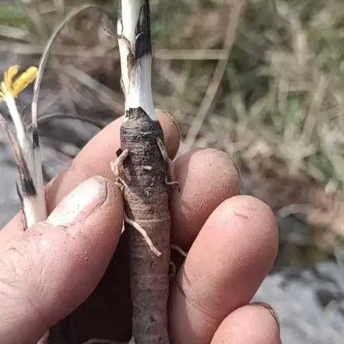 中药材野生仙茅500g 贵州草药新鲜独脚仙茅独茅地棕先毛纯根发货