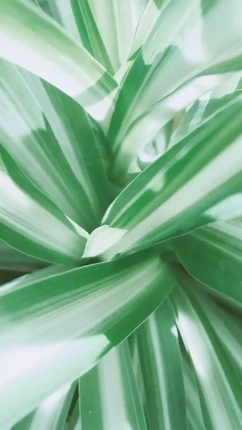 高清壁纸|小清新绿色壁纸,超级降温