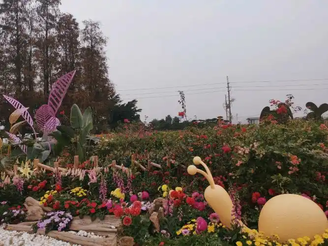 家附近的花展,每年都会去看看,拍照还是挺漂亮的,今年就没有往年热闹