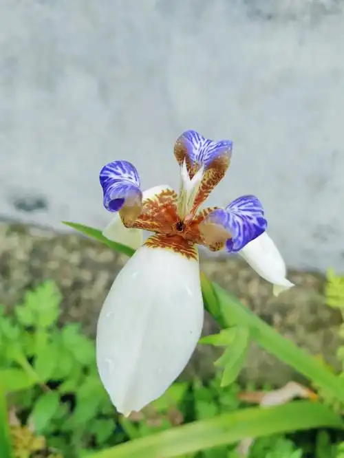 巴西鸢尾兰开花了
