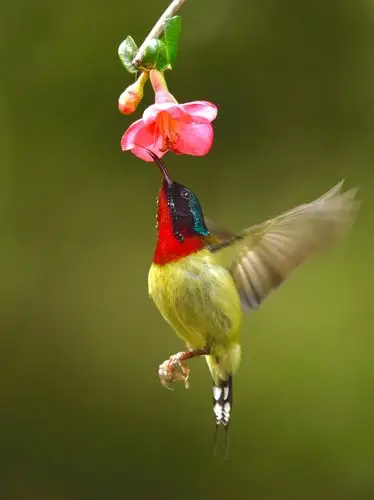太阳鸟乐山的留鸟它有着一只长长尖嘴美丽绚丽的羽毛非常漂亮喜欢在