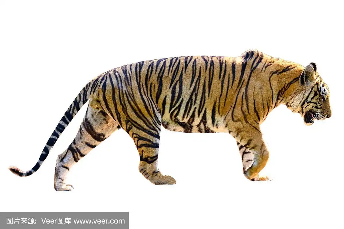 老虎白色背景隔离全身