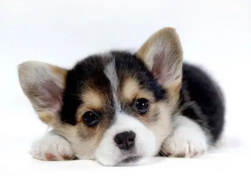 可爱柯基背景图片最萌的小短腿柯基犬