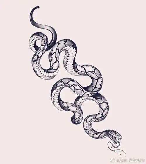图案分享    蛇纹身    #纹身分享##纹身设计##北京纹身店##纹身素材
