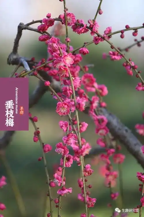 2,看花人手记——只留清气满乾坤:梅花品种图鉴