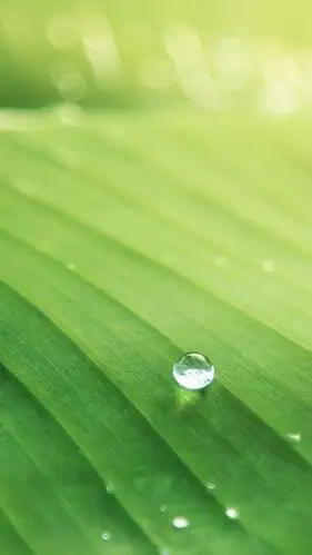 唯美绿色植物写真