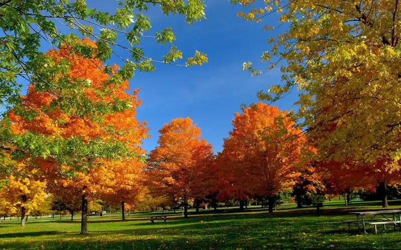 秋天,唯美意境,秋意浓浓,风景唯美秋韵之景 壁纸图片