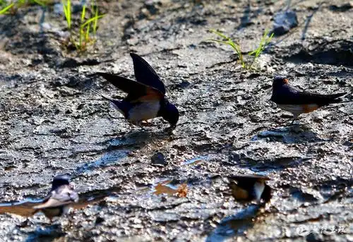 好赞的镜头!看渔家新燕啄春泥