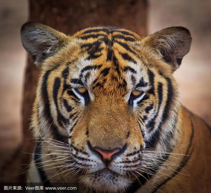 虎,正面视角,底格里斯河,动物身体部位,野外动物